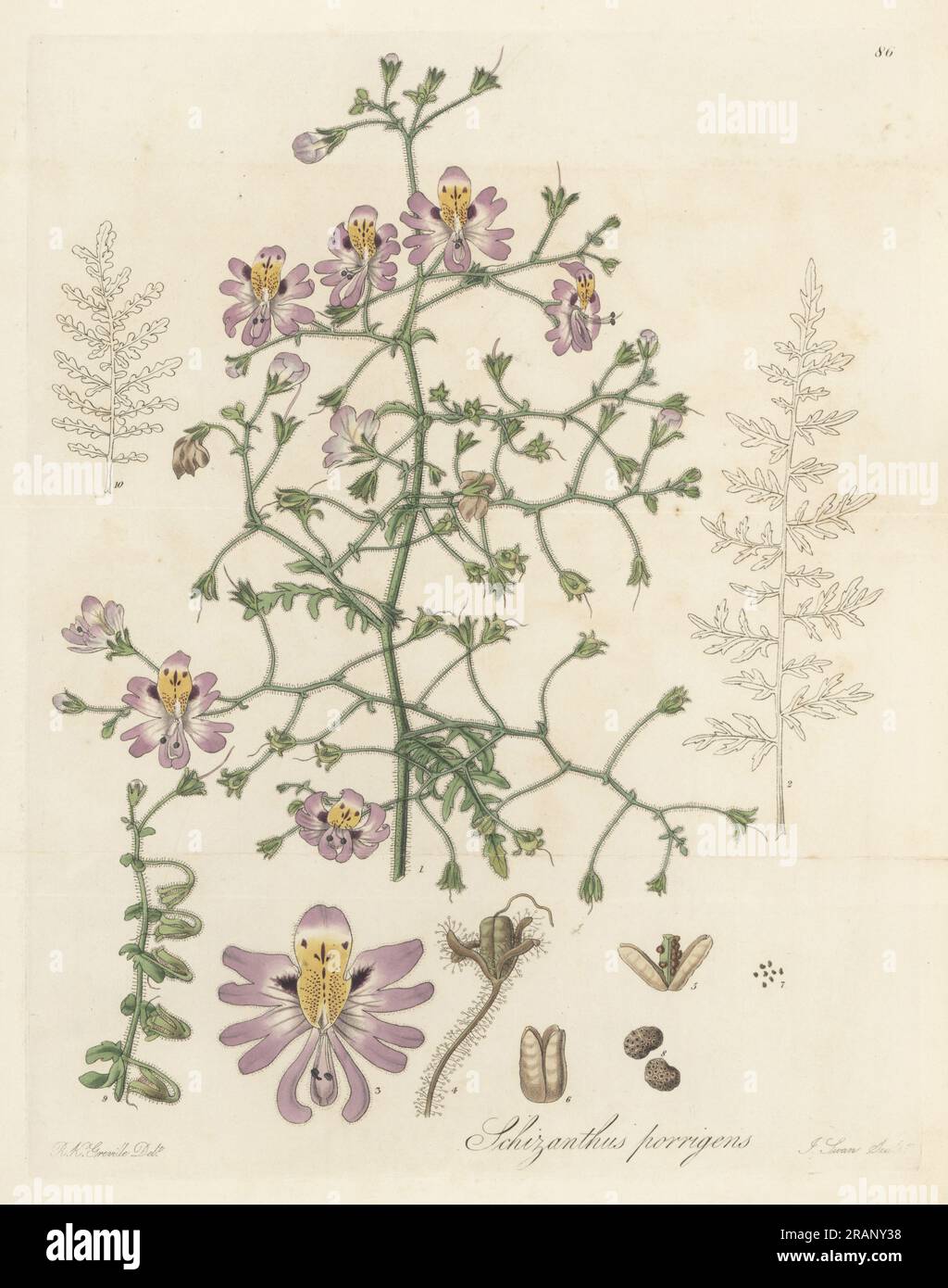 Verbreitung von schizanthus, Schizantheus porrigens. Handfarbene Kupferplatte, Gravur von Joseph Swan nach einer botanischen Illustration von Robert Kaye Greville aus William Jackson Hookers exotischer Flora, William Blackwood, Edinburgh, 1823-27. Stockfoto