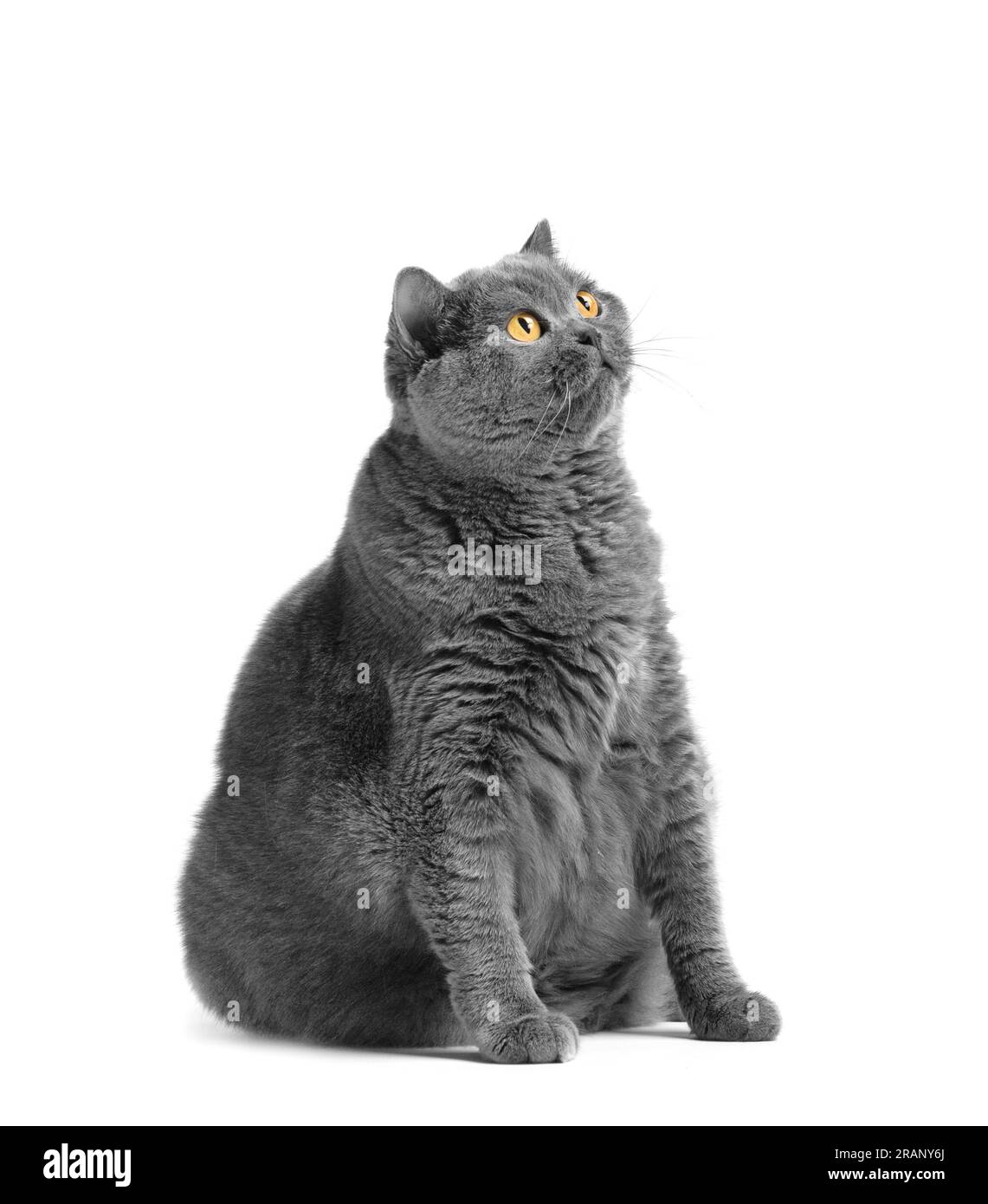 Eine fette Kurzhaarkatze mit großen roten Augen sitzt auf weißem Hintergrund. Tierische Fettsucht. Britische Katze auf weißem Hintergrund. Eine große Katze der britischen Rasse Stockfoto