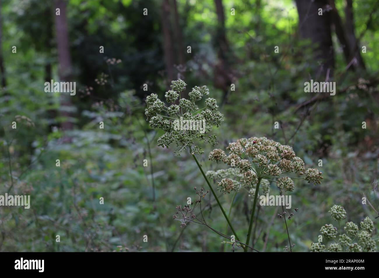 Wilde Engelsblüten im Sommerwald, Angelica sylvestris, getrocknete Blumen Stockfoto