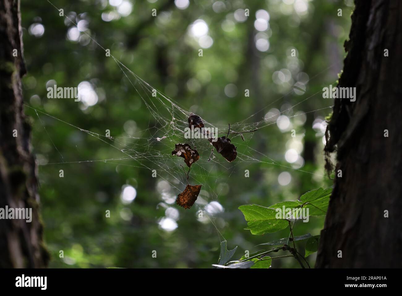 Spinnennetz im sonnigen Herbstwald Stockfoto