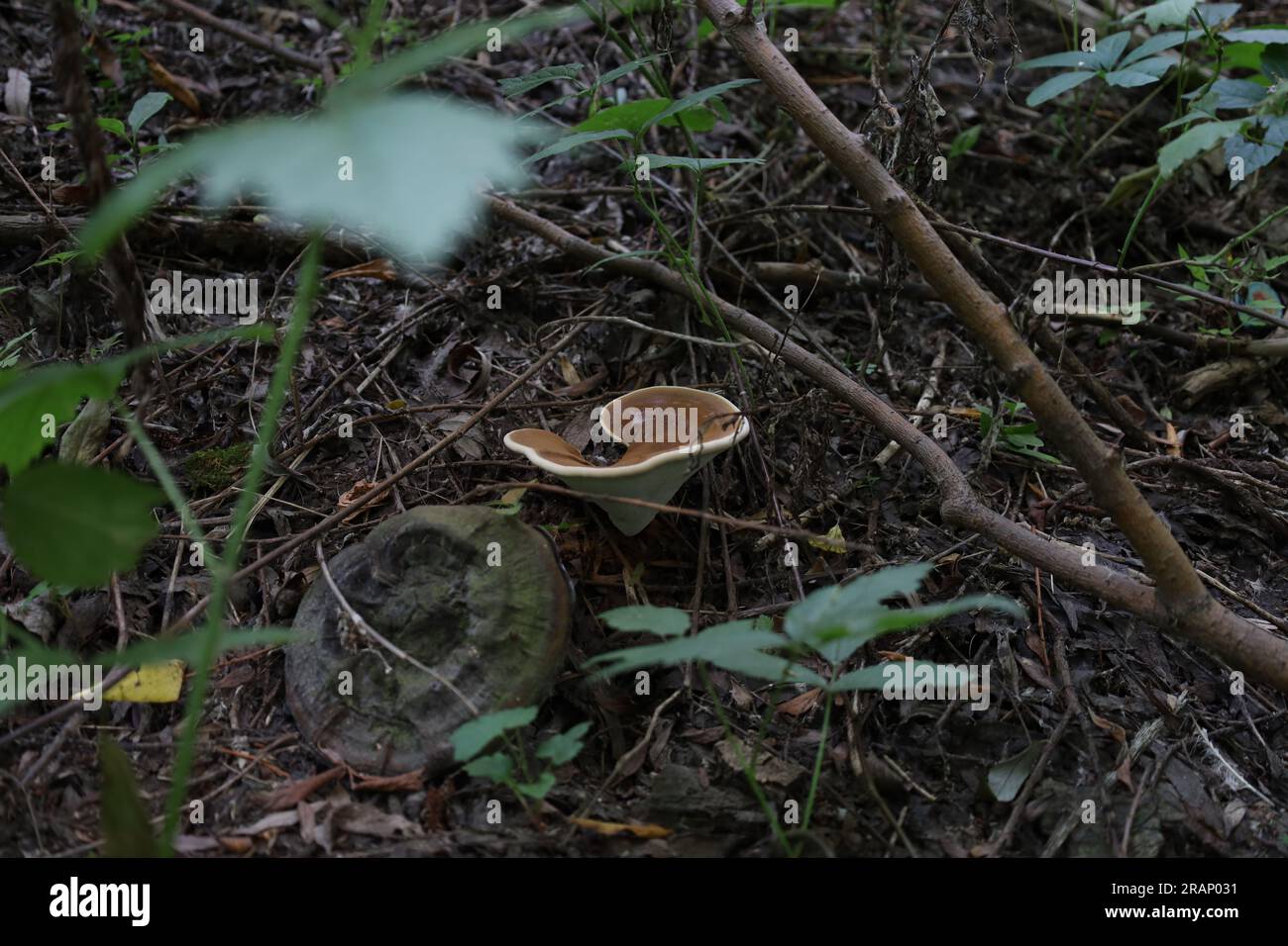Ganoderma im Herbstwald, frischer Pilz im Wald Stockfoto