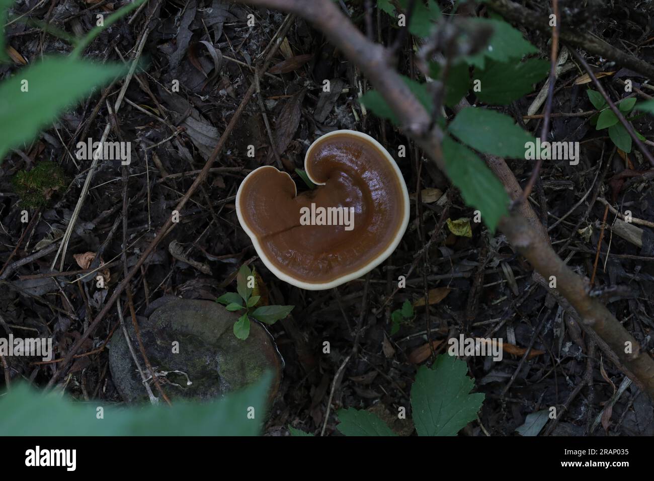Ganoderma im Herbstwald, frischer Pilz im Wald Stockfoto