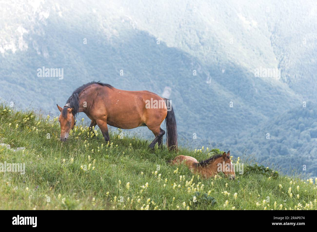 Mutterstute mit Fohlen auf einer Wiese in den Voralpen Bergamos, Italien Stockfoto