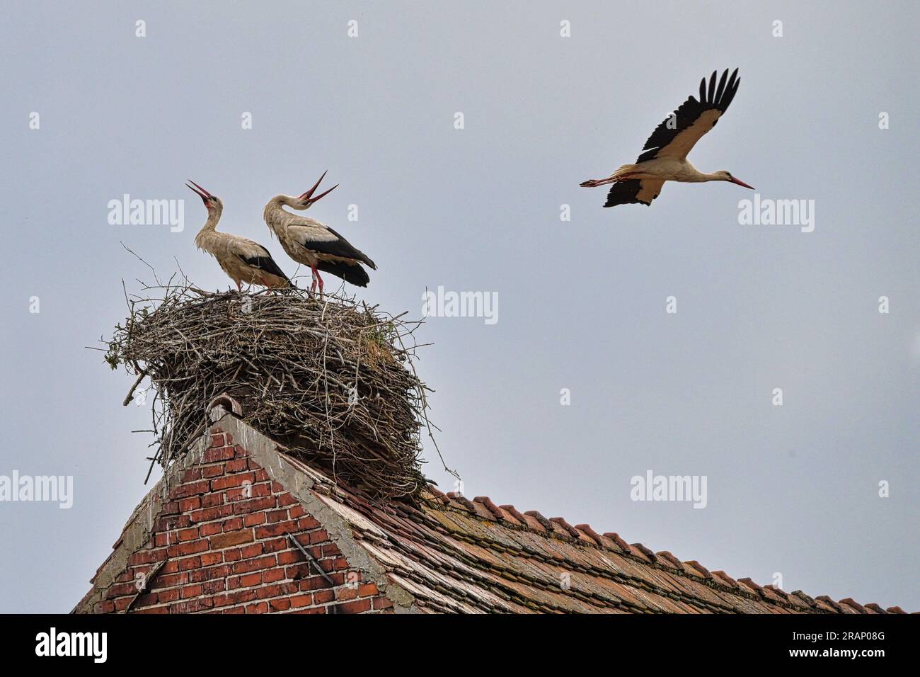 Störche in ihrem nest Stockfoto