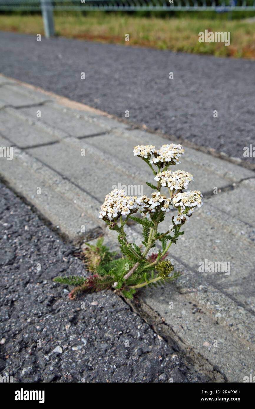 Achillea millefolium, gemeine Schafgarbe, die auf einem trockenen Riss im Gehweg wächst Stockfoto