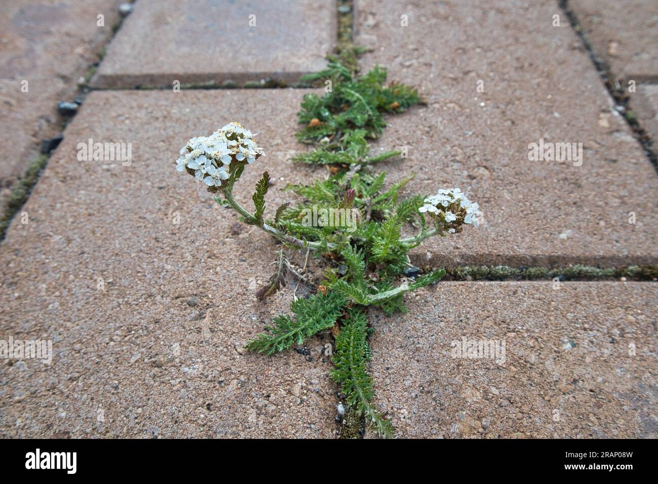 Achillea millefolium, gemeine Schafgarbe, die auf einem trockenen Riss im Gehweg wächst Stockfoto