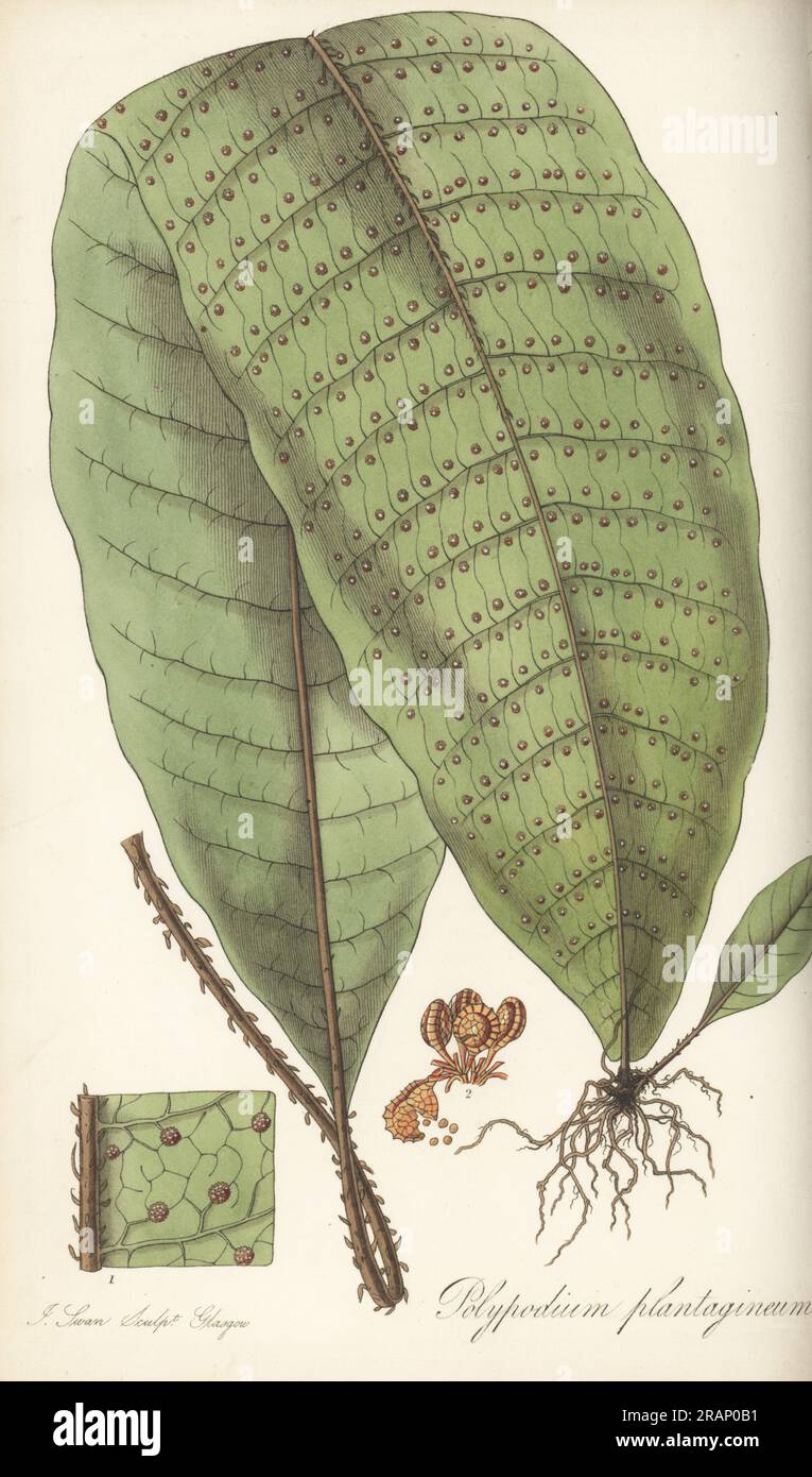 Halberdfarn, Tectaria plantaginea. Von St. Vincent in der Karibik von dem Naturforscher Reverend Lansdown Guilding. Plantain-Leaf-polypodium, Polypodium plantagineum. Handfarbene Kupferplatten-Gravur von Joseph Swan nach einer botanischen Illustration von William Jackson Hooker aus seiner exotischen Flora William Blackwood, Edinburgh, 1823-27. Stockfoto