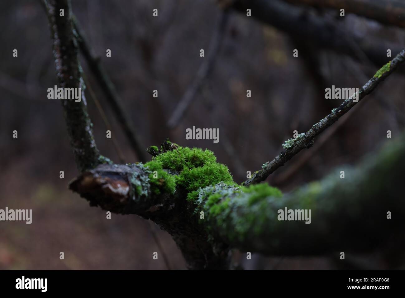 Moos im Frühlingswald, Makrowald, moosbedeckter Baum Stockfoto