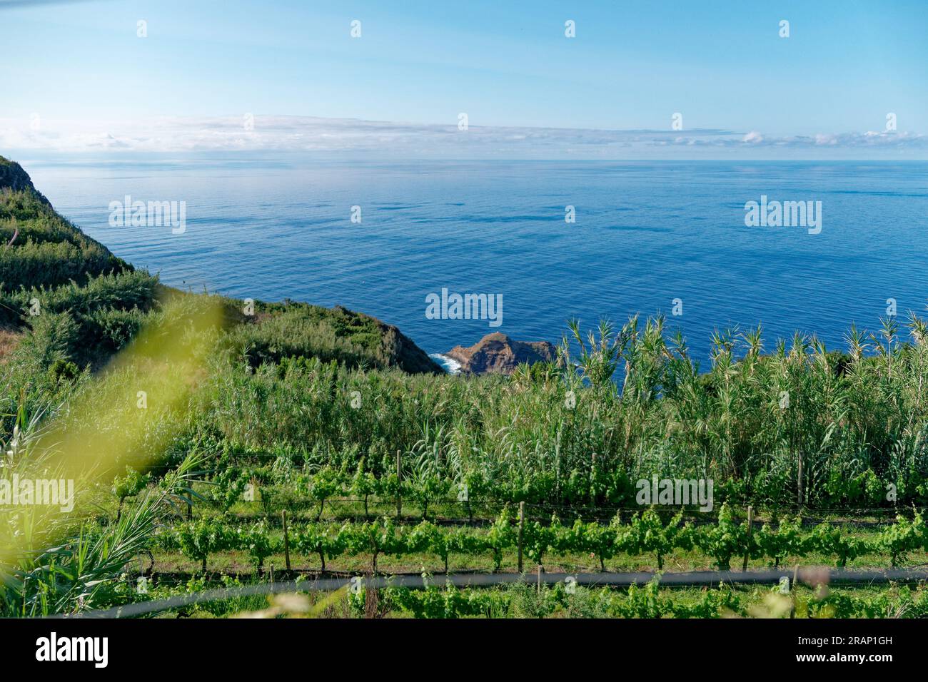 Weingut auf Madeira Island, Portugal Stockfoto