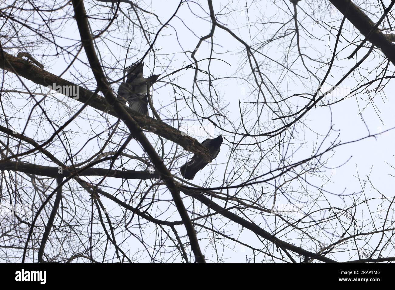 Krähen auf einem Baum, Winterwald-Atmosphäre Stockfoto