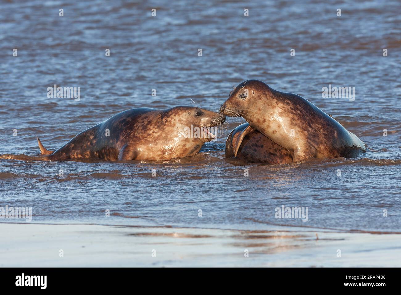 Grey Seal, Halichoerus grypus, Erwachsene Männer und Frauen, die am Strand kämpfen, Winterton, Norfolk, Großbritannien Stockfoto