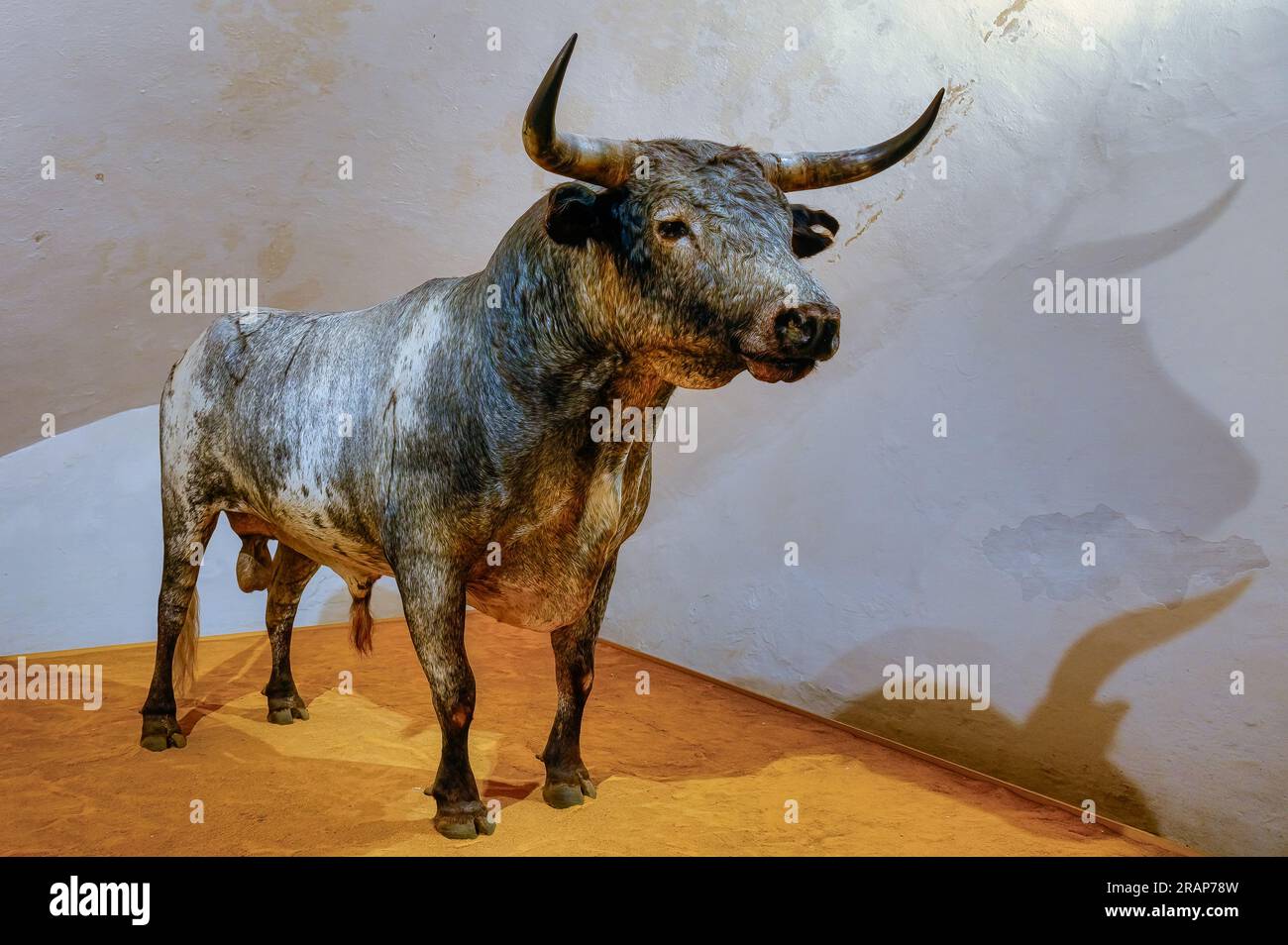 Sevilla, Spanien - 20. Januar 2023: Skulptur eines Stiers im Stierkampfarena-Gebäude. Die Statue zeigt die Stärke und Kraft des Tieres. Stockfoto