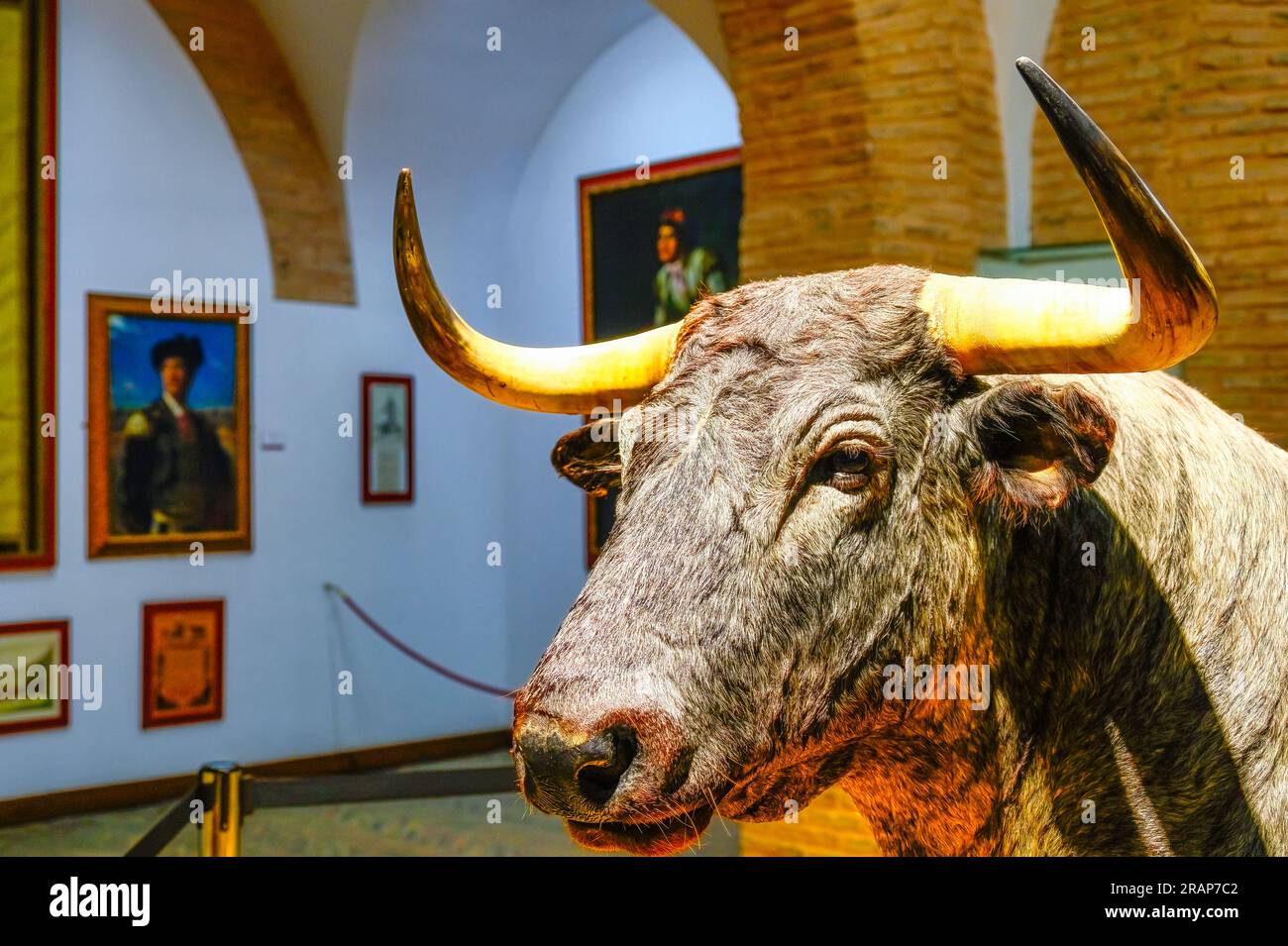 Sevilla, Spanien - 20. Januar 2023: Stierkultur im Stierkampfarena-Gebäude Royal Maestranza of Cavalry. Die Tierstatue ist mit langen Hörnern versehen. Stockfoto