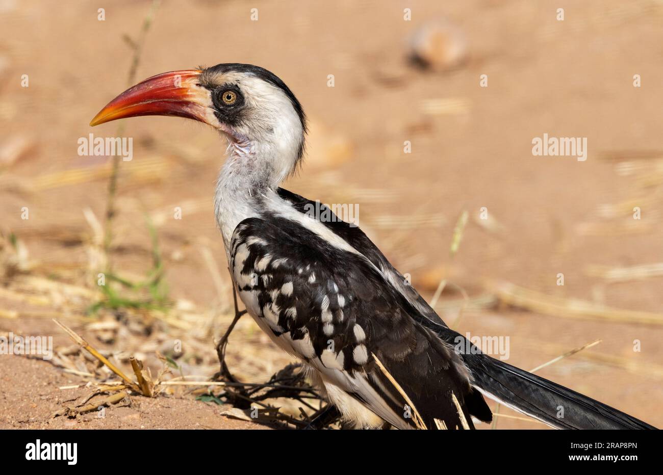 Der Ruaha Red-Billed Hornbill wurde vor kurzem als besondere Art ausgewiesen und ist eine Endemie in Zentral-Tansania. Stockfoto