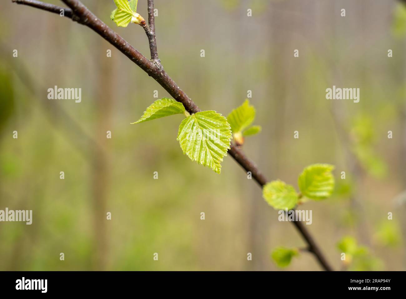 Junge grüne Birkenblätter auf dem Ast Stockfoto