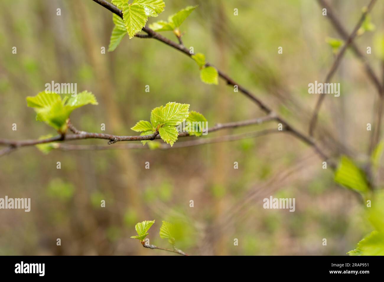 Junge grüne Birkenblätter auf dem Ast Stockfoto