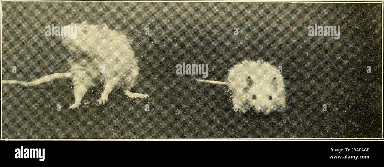 Fotos von Allesfressern (links) und Vegetarierinnen (rechts) im Alter von 9 Monaten und 16 Tagen. Der Allesfresser wog 161 Gramm, der Vegetarier 109 Gramm. Stockfoto