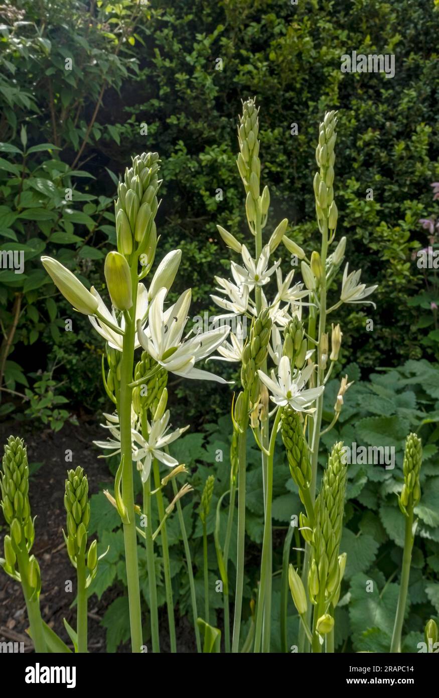 Nahaufnahme der weißen camassia Leichtlinii alba camassias Blume Blume Blume Blume Blume Blume im Frühling England UK Vereinigtes Königreich GB Großbritannien Stockfoto