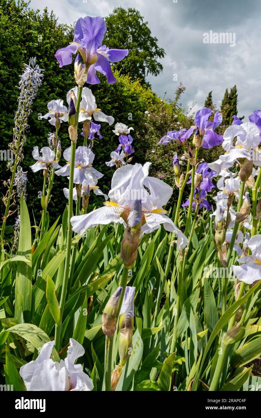 Nahaufnahme von weißen und violetten bärtigen Iris Iris Iris blühende Blumen blühen in einer Gartengrenze im Sommer England Vereinigtes Königreich GB Großbritannien Stockfoto