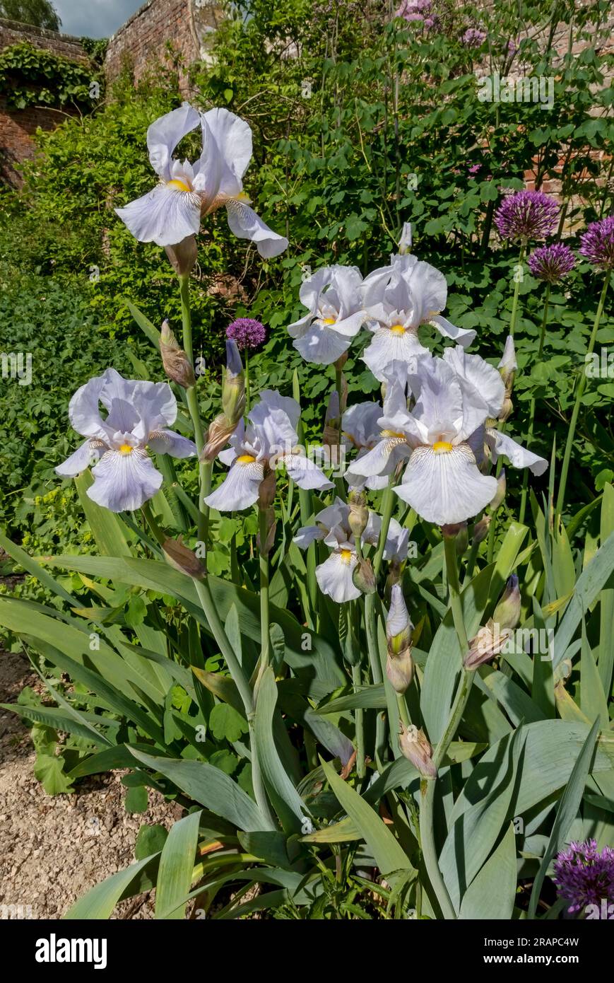 Nahaufnahme von bärtigen Irisiris Blüten Blüten Blüten an einer Gartengrenze im Sommer England Vereinigtes Königreich GB Großbritannien Stockfoto