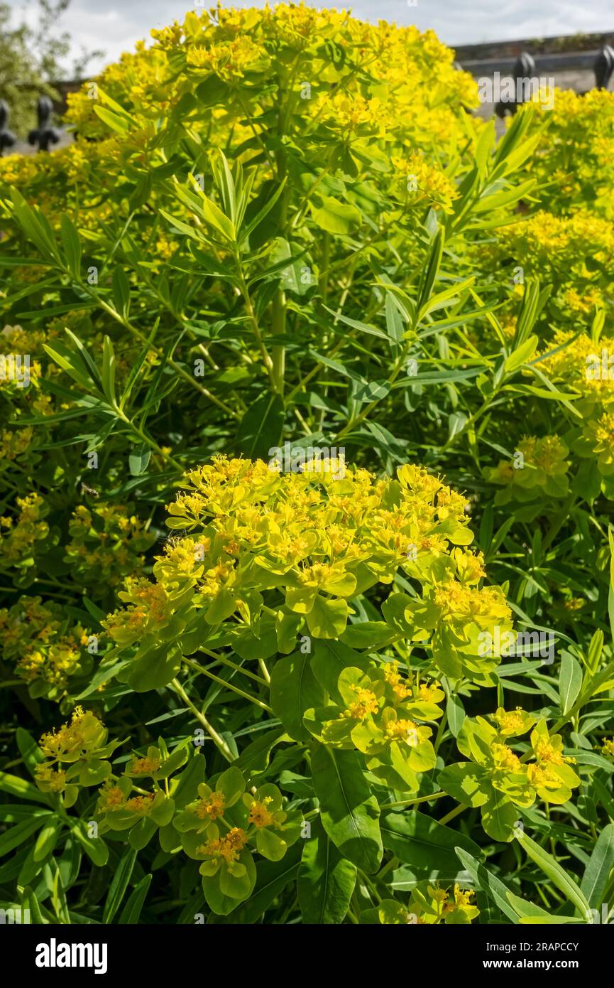 Nahaufnahme von Euphorbia palustris Sumpfblumen blühen gelb grüne Blume im Garten im Frühling England GB Großbritannien Stockfoto