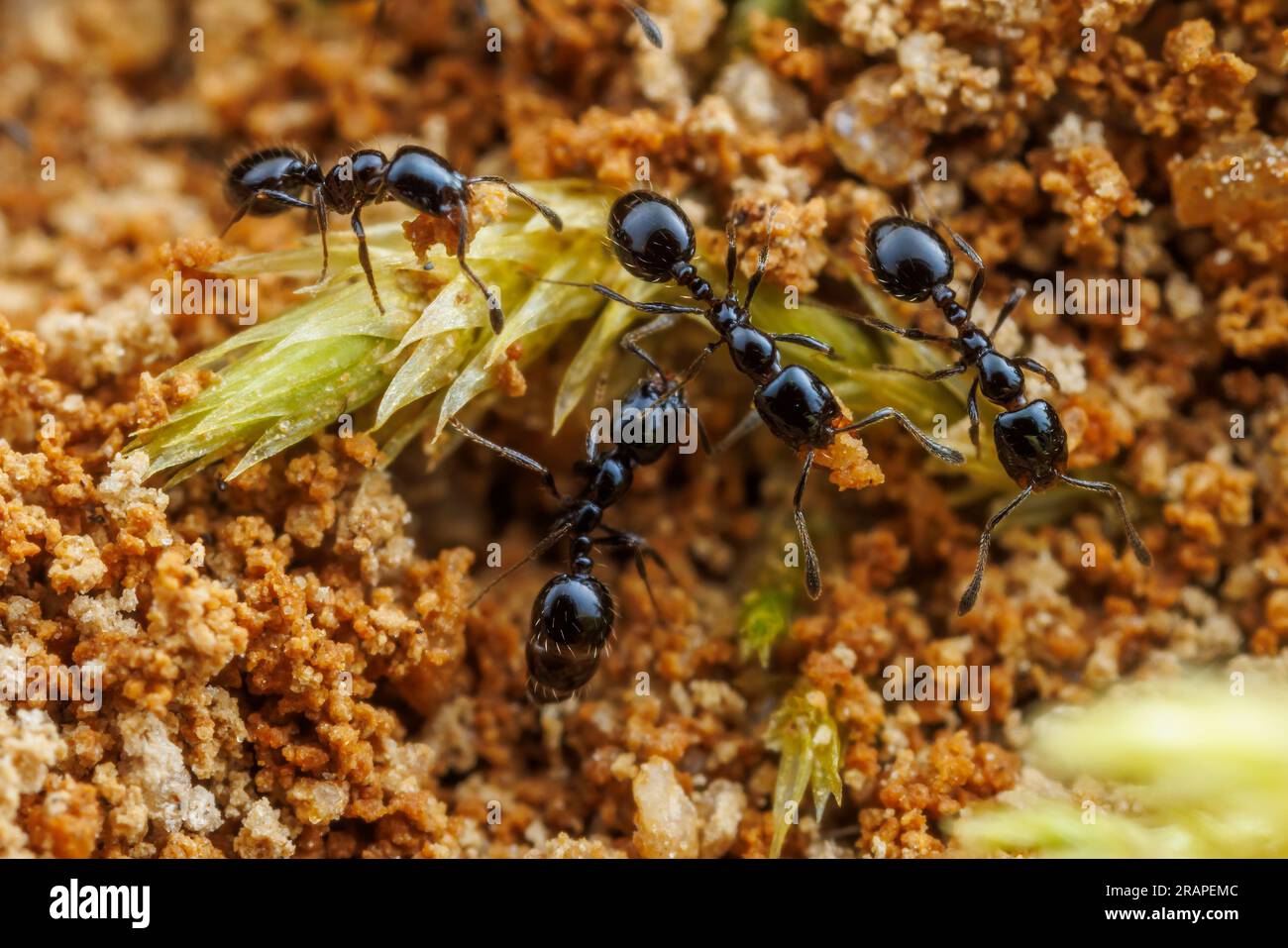 Little Black Ant (Monomorium Minimum) Arbeiter entfernen Sand und Schmutz aus ihrem Nest. Stockfoto