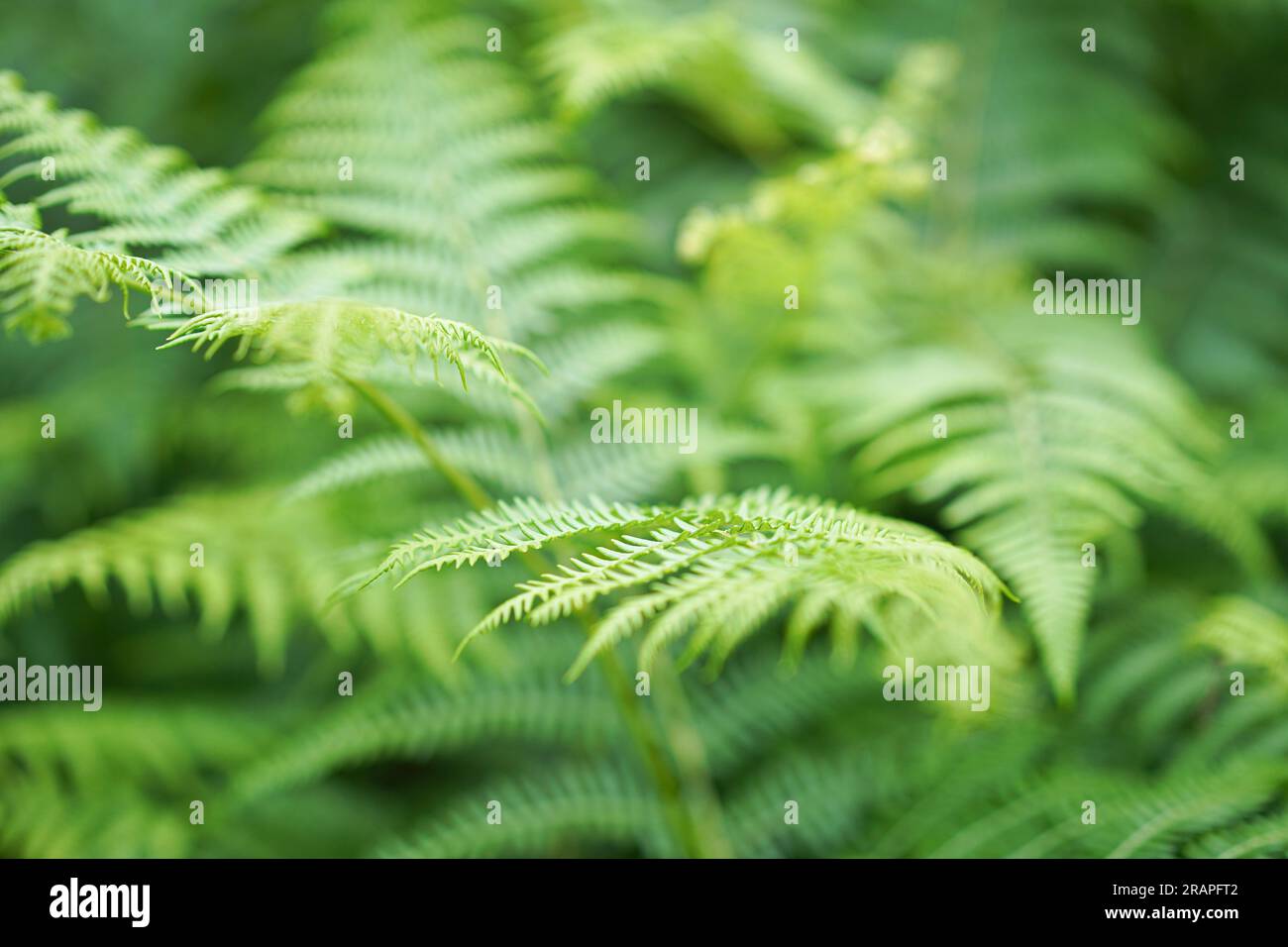 Nahaufnahme einer wilden Farnpflanze, die in einem britischen Wald wächst. Stockfoto