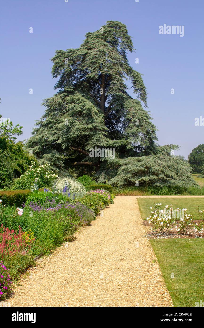 Juni 23 Ein hoher und majestätischer Zeder des Libanon, der im Garten des Vyne-Herrensitzes in der Nähe von Basingstoke in Hampshire England wächst Stockfoto