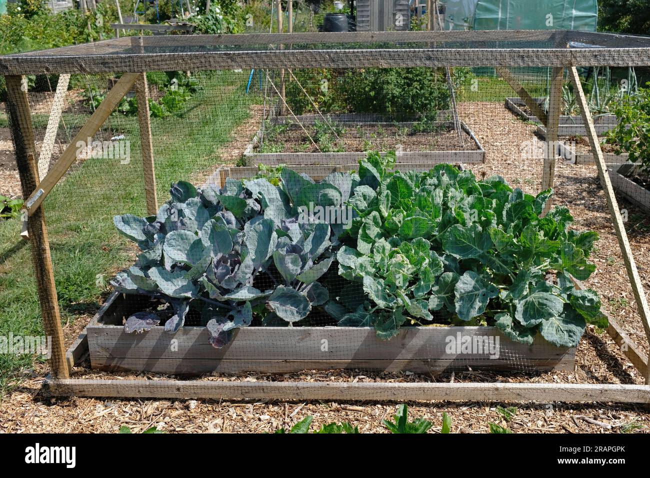 Kohl unter Netzen zum Schutz vor Tauben und Schädlingen. Stockfoto