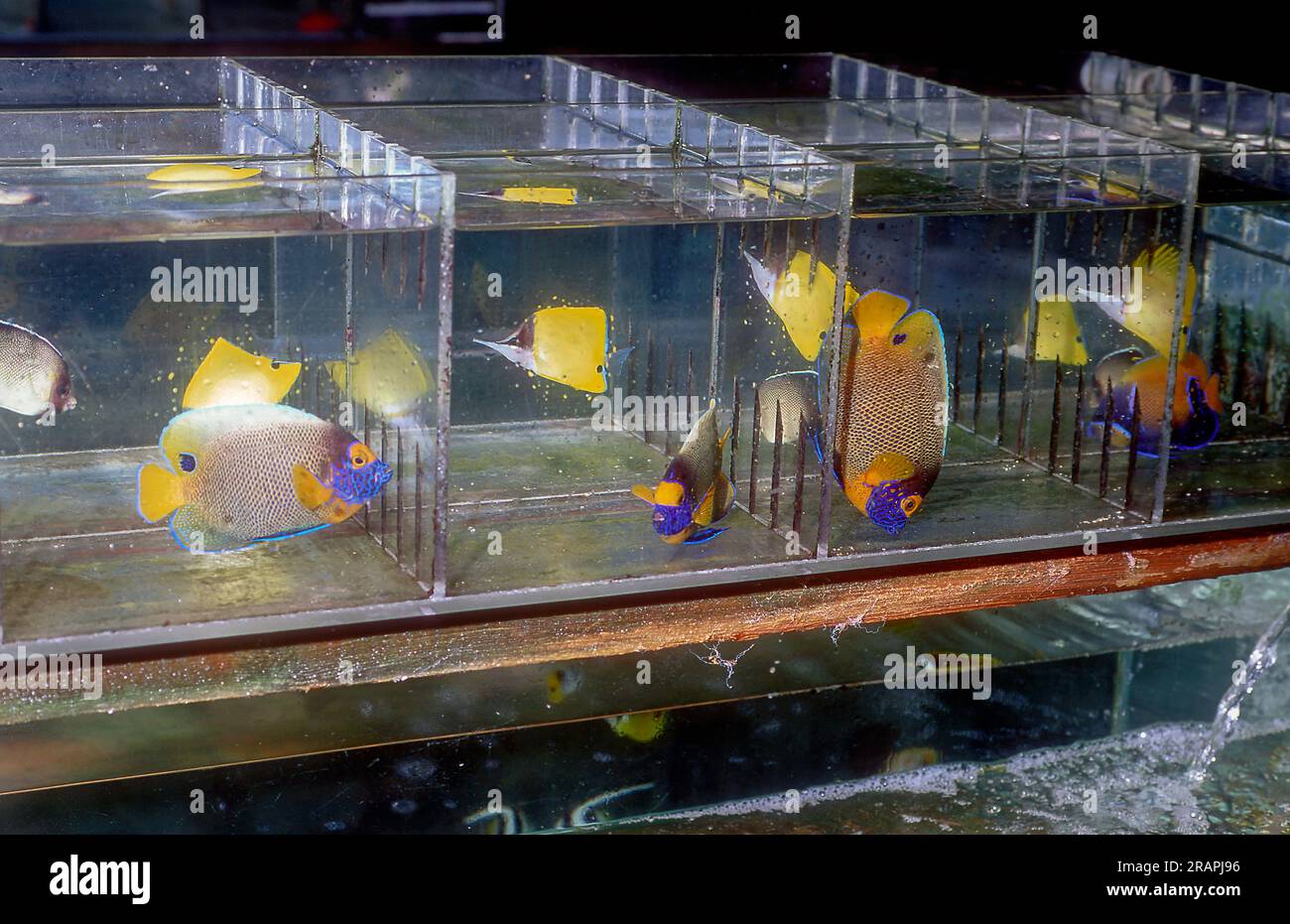 Gelbflossenseelenfische (Pomacanthus xanthometopod) und Langnasen-Butterflyfische (Forcipiger longirostris), die vor der Ausfuhr A in kleinen Tanks gehalten werden Stockfoto