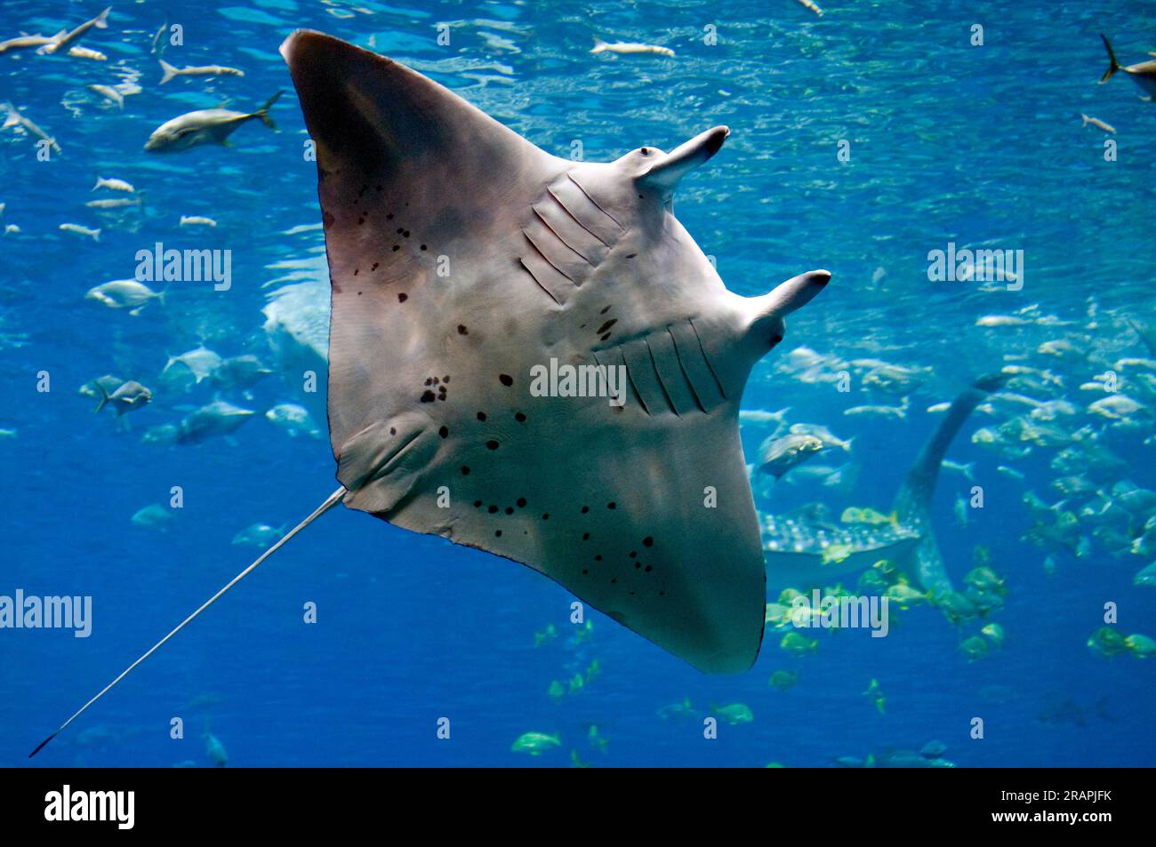 Wie Groß Ist Ein Mantarochen www.alamy.de