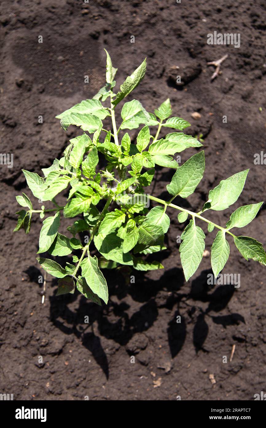 Tomatenpflanzen im Garten anbauen Stockfoto