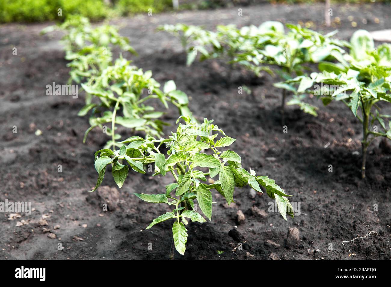 Tomatenpflanzen im Garten anbauen Stockfoto