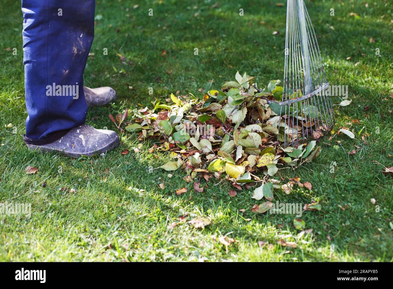 Ein Mann, der herbstliche Blätter auf seinem Rasen fegt. Das Konzept der Herbstarbeit. Stockfoto