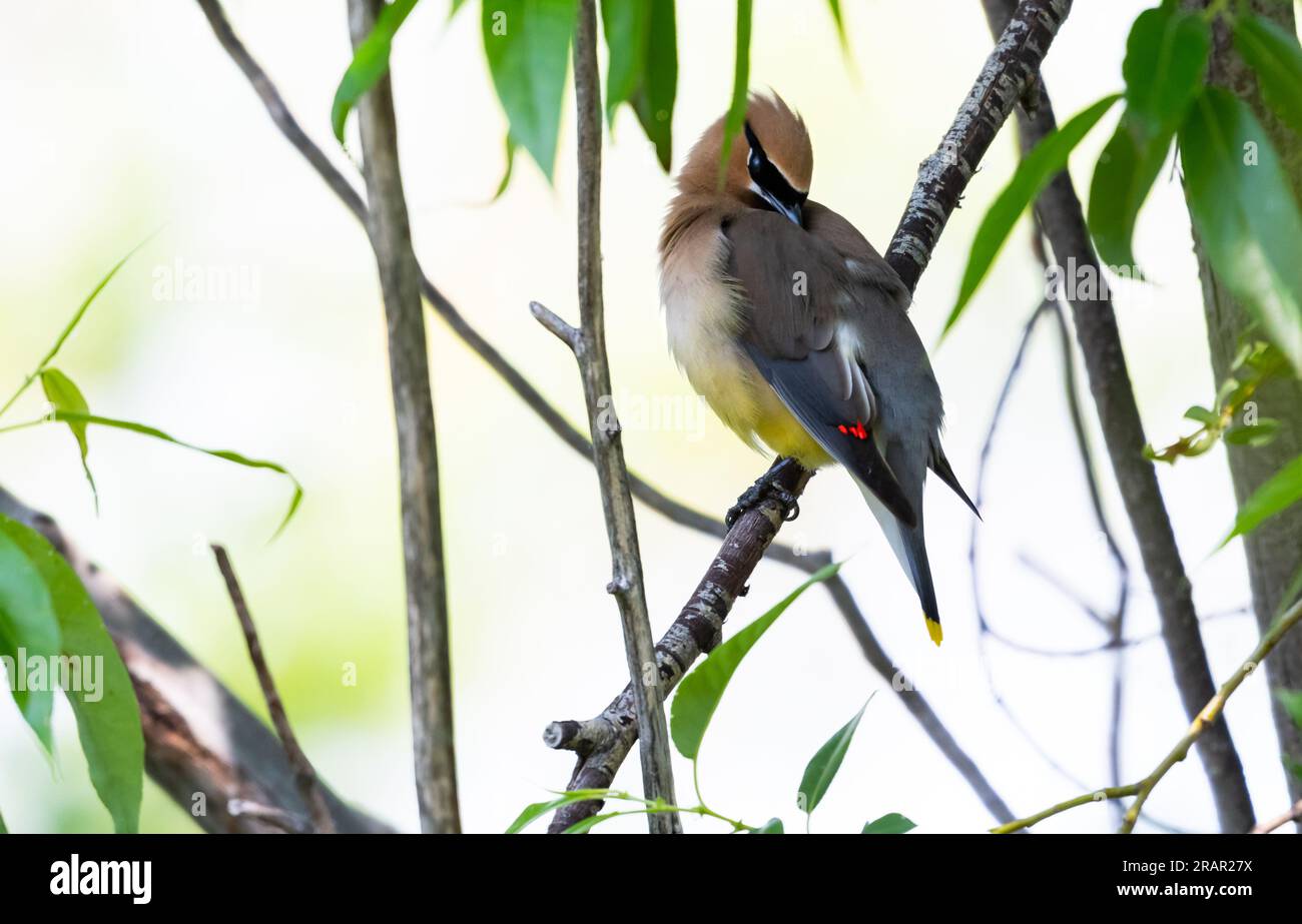 Der Cedar Waxwing Vogel, der im Busch sitzt und seine Federn putzt. Stockfoto