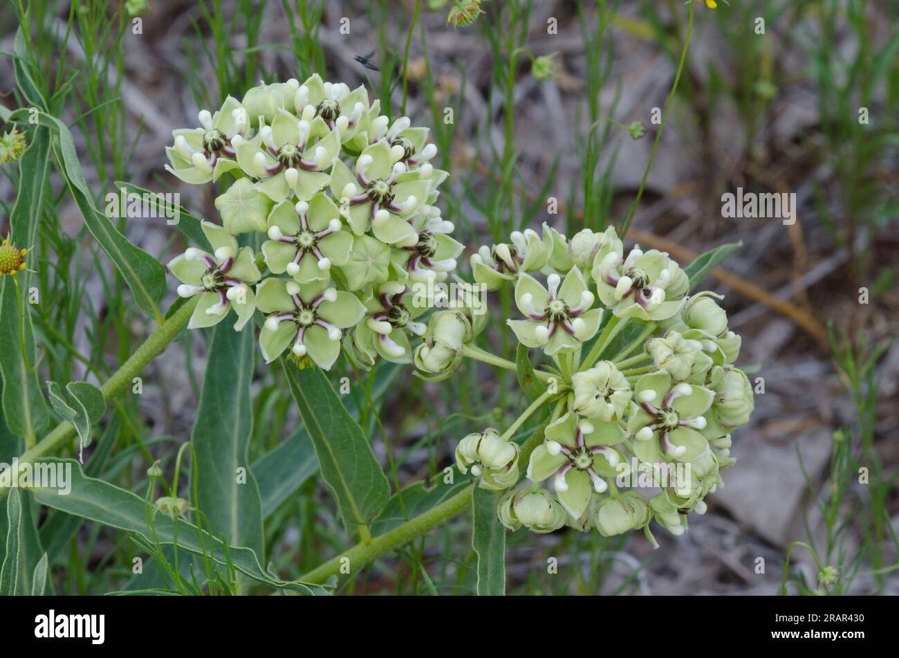 Antilopenhörner, Asclepias asperula Stockfoto