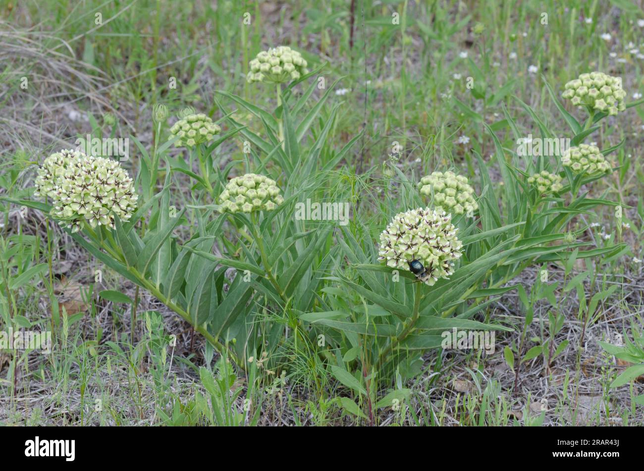 Antilopenhörner, Asclepias asperula Stockfoto