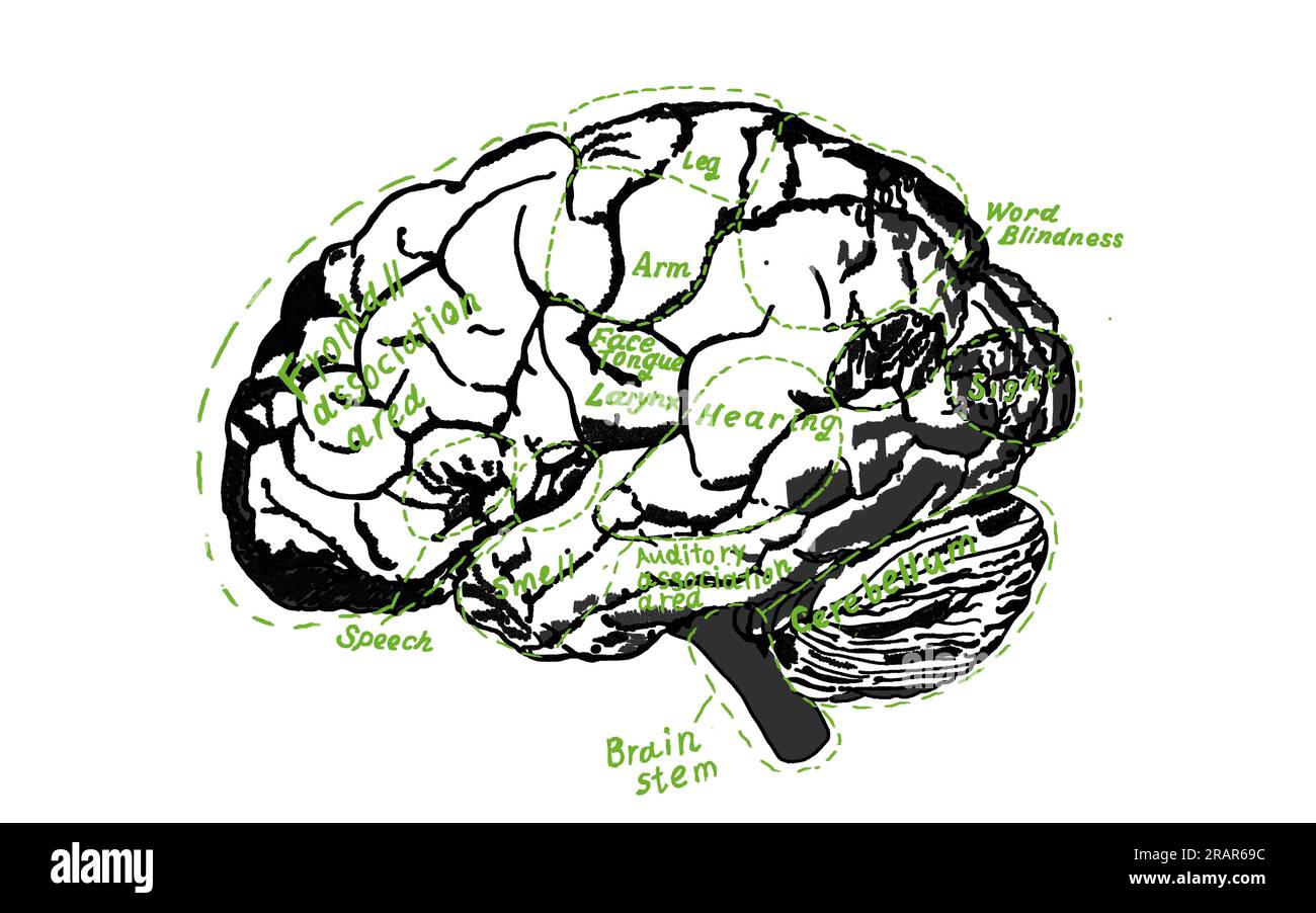 Human Brain Scheme Vintage für Bildung oder Wissenschaft. Detaillierte Mindmap-Typographie mit menschlichem Gehirn, unterteilt in physiologische Sektoren. Kreidezeichnung Stockfoto