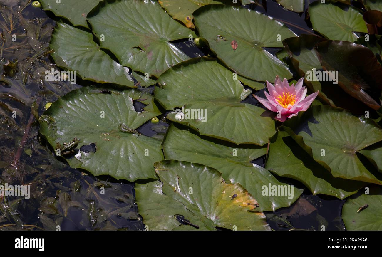 Grüner Frosch auf dem Gras in Seerosen in einem Teich mit Lotusblättern im Hintergrund Stockfoto