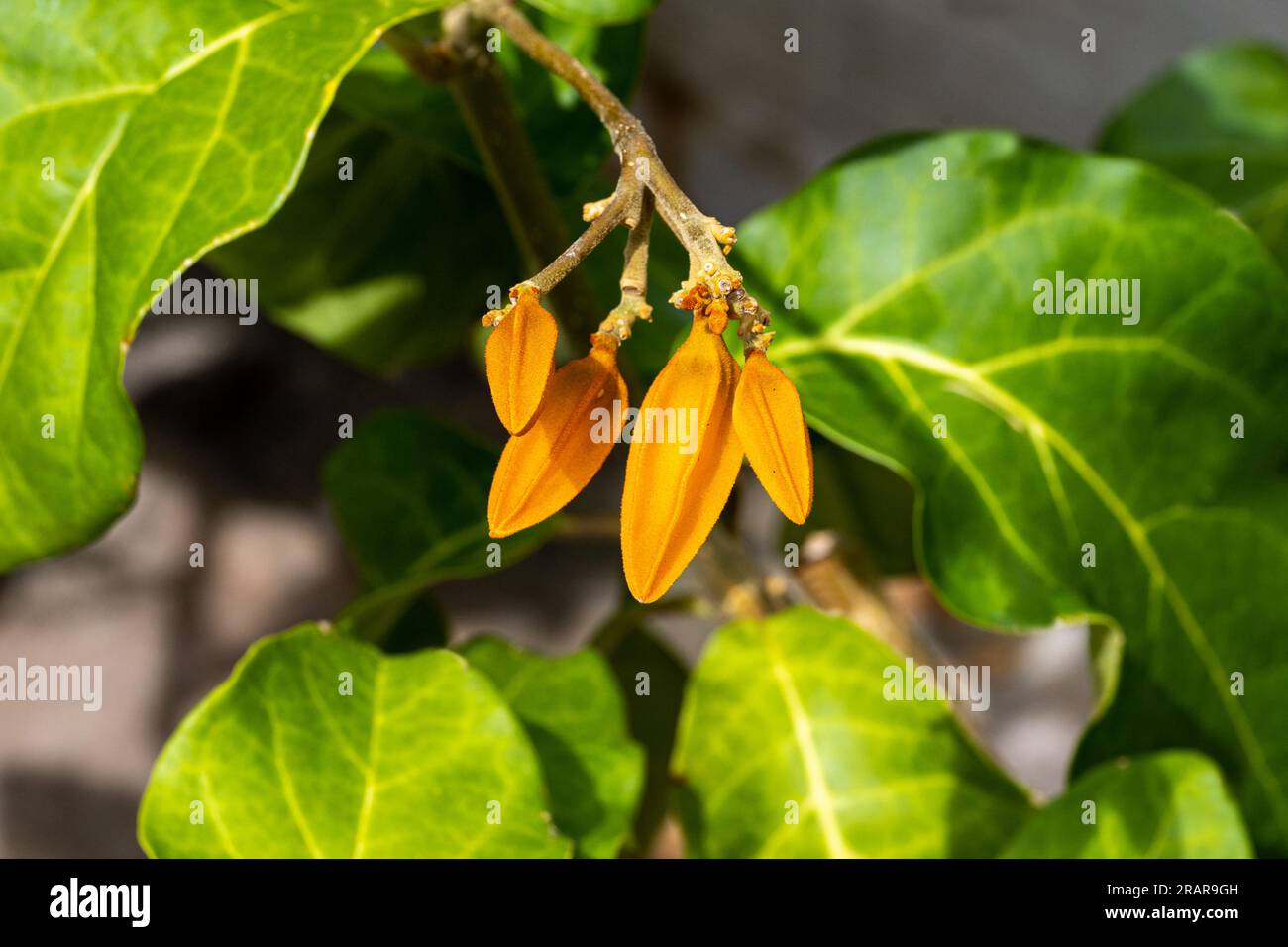 Goldfingerpflanze, Juanulloa mexicana, rote Blumen mit Blättern und dunklem Hintergrund. Stockfoto