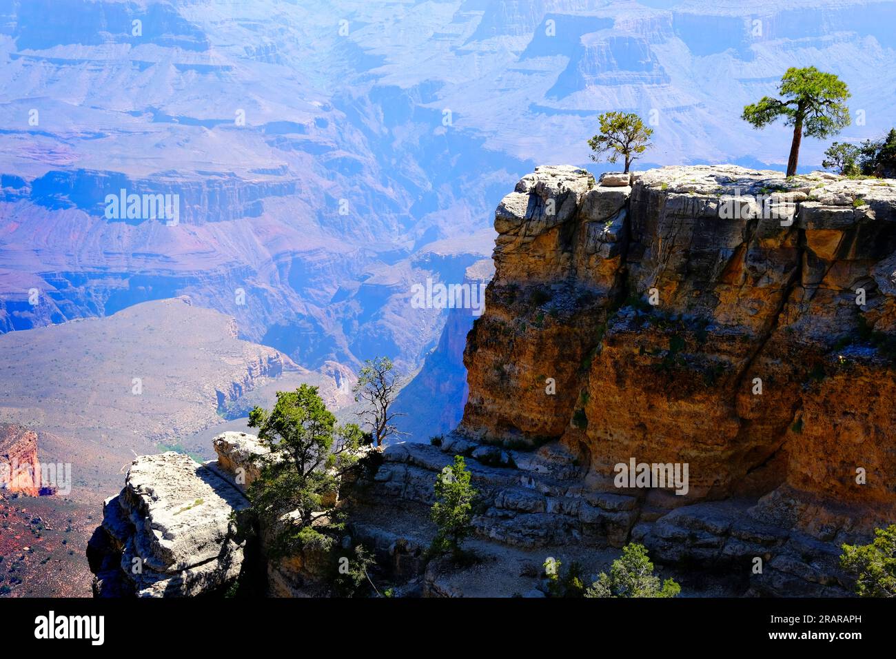 Bäume auf Klippen mit Blick auf den Grand Canyon in Arizona in den USA und atemberaubenden Ausblicken auf die roten Felsenklippen Stockfoto