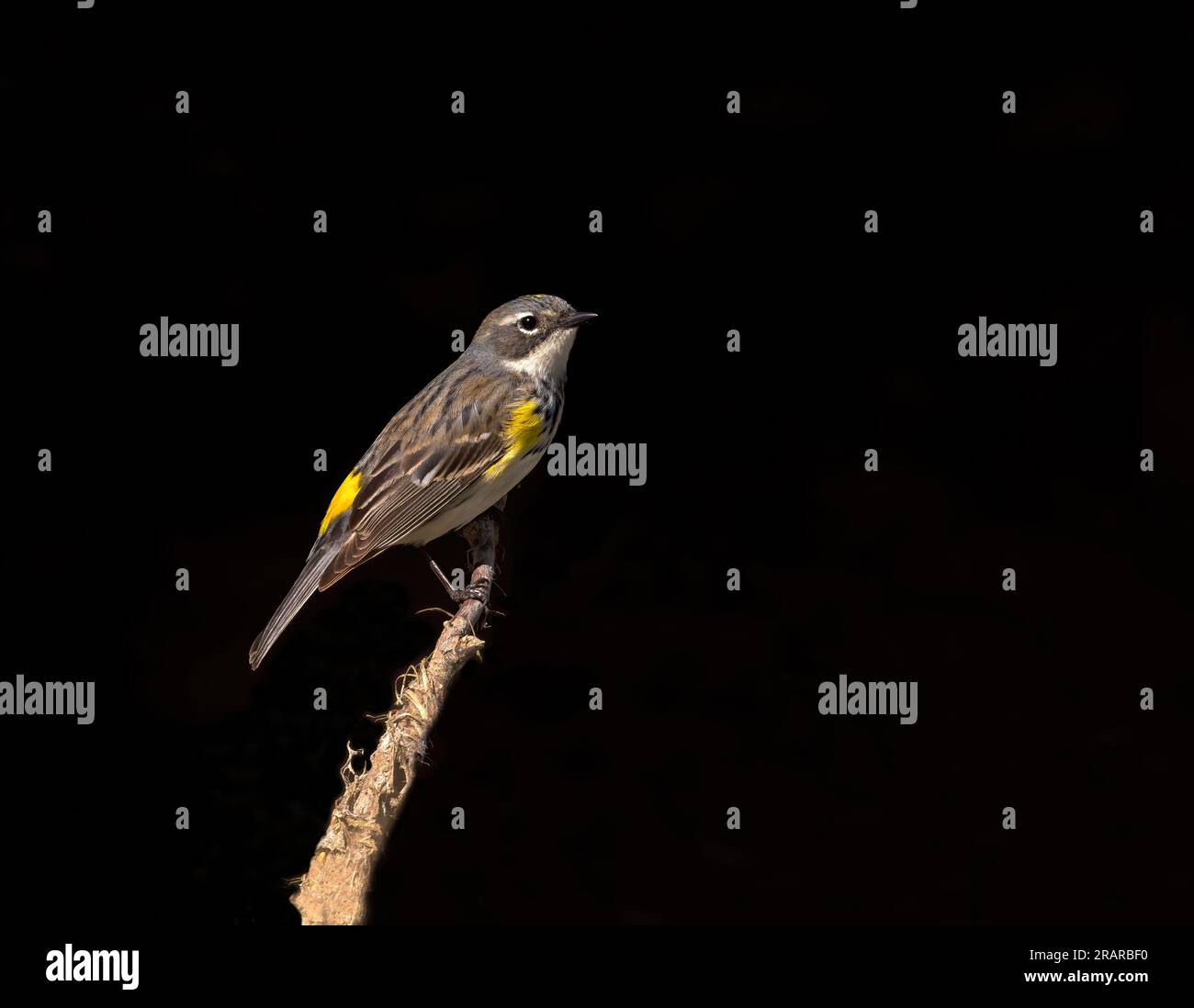 Ein gelber Warbler steht vor schwarzem Hintergrund; Wyoming Stockfoto