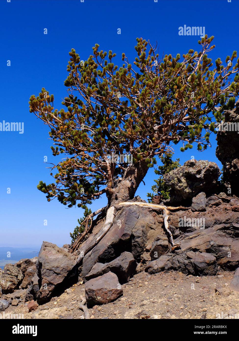 Borstenkegel-Kiefer wächst in hoher Höhe auf Berghang und klammert sich an Felsen mit freiliegenden Wurzeln Stockfoto