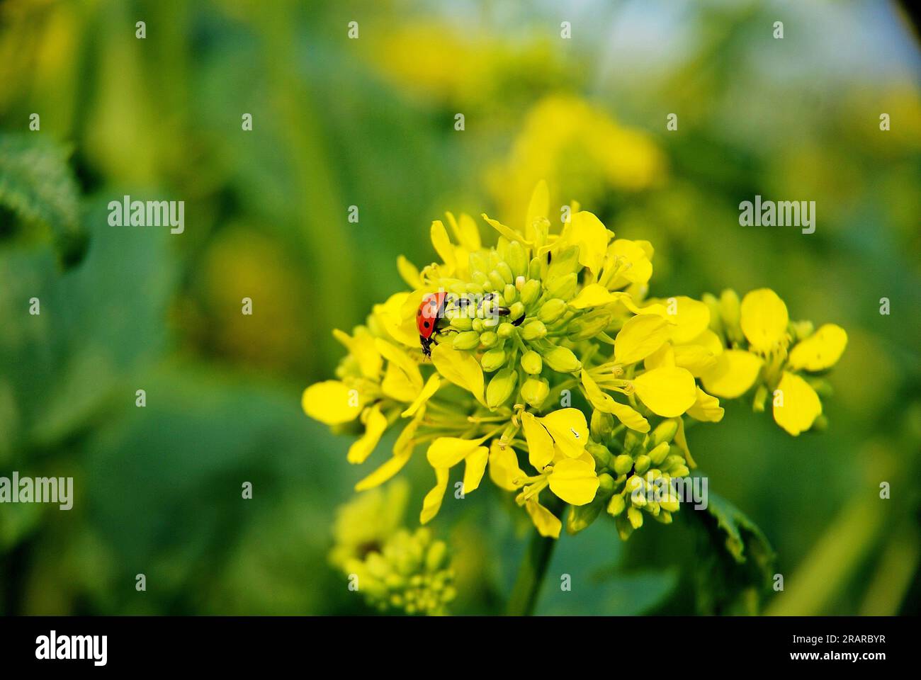 Marienkäfer Stockfoto