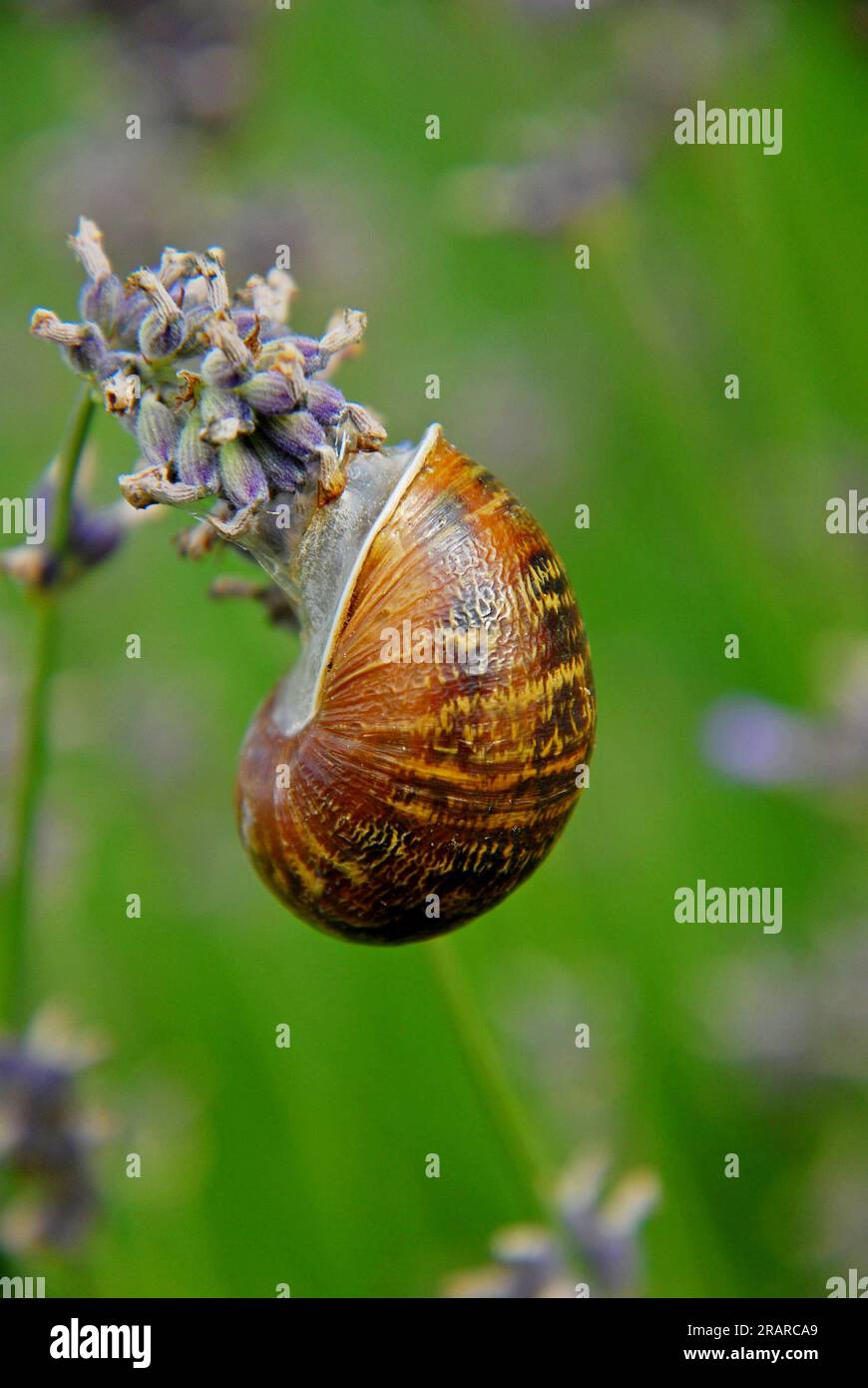 Schnecke Stockfoto