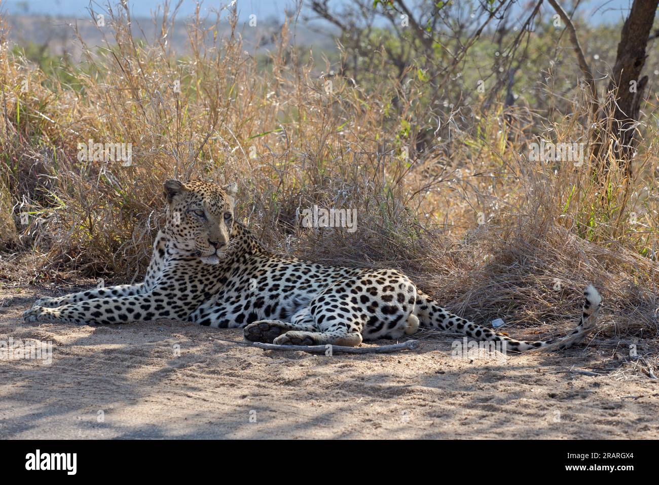 Leopard Stockfoto