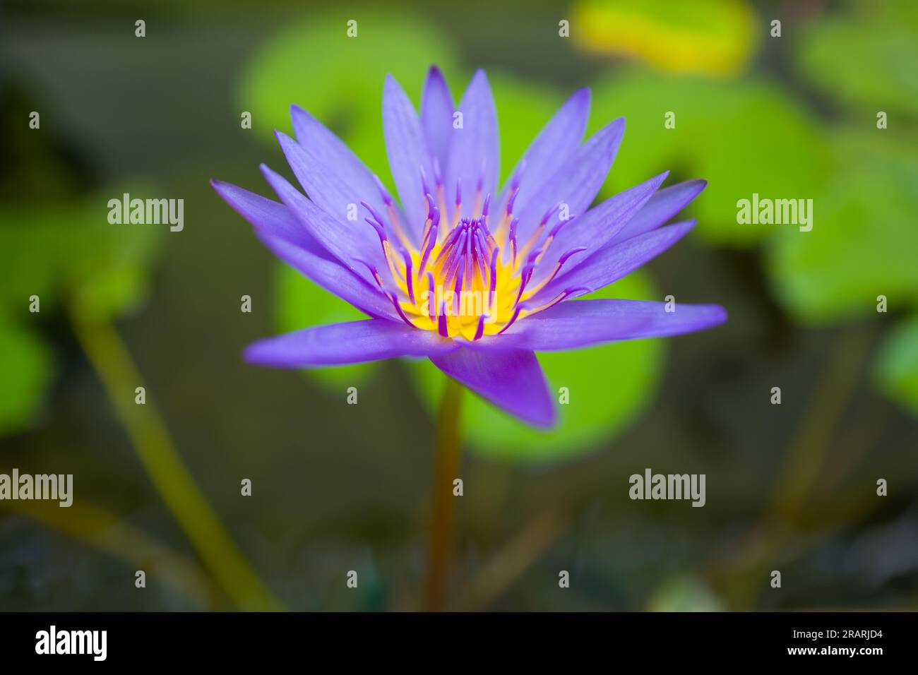Lotusblüte im Teich im Garten Stockfoto