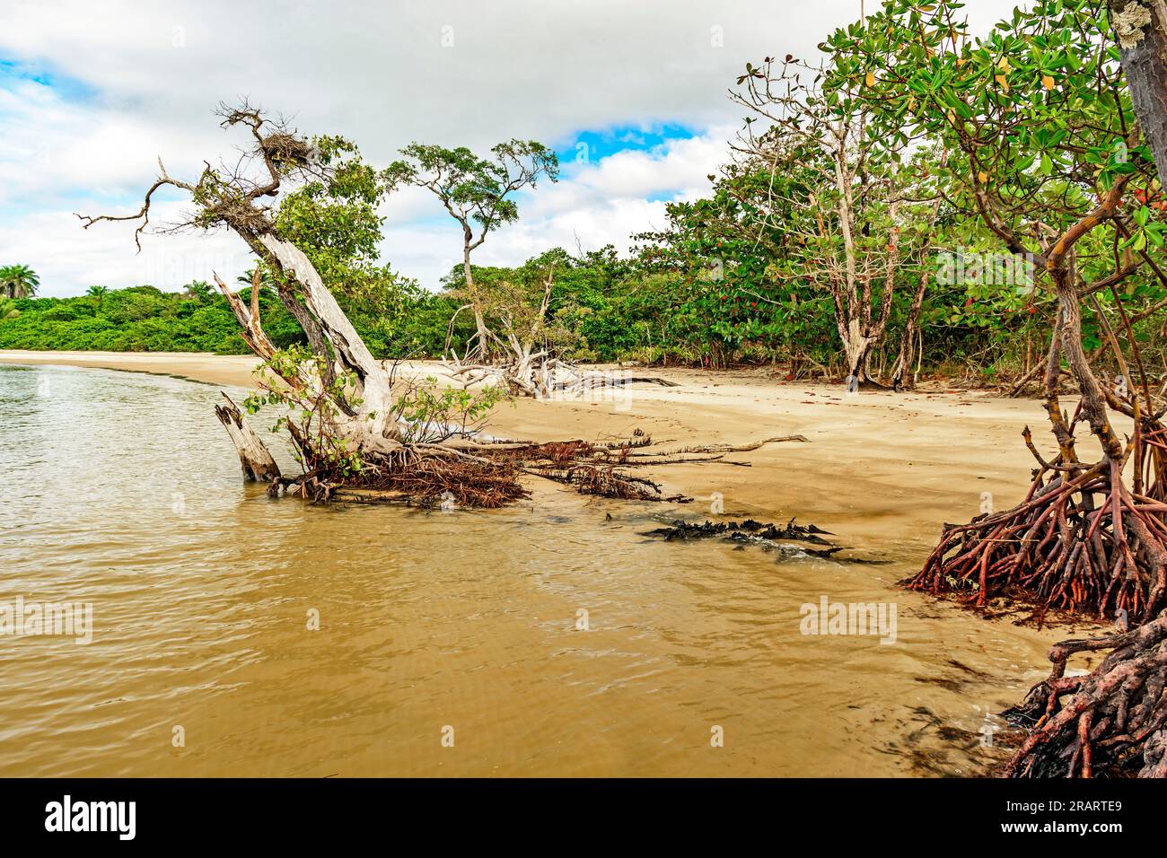 Mangrovenvegetation mit verdrehten Zweigen und Wurzeln am Ufer, umgeben von Kokospalmen in Serra Grande an der Küste von Bahia Stockfoto