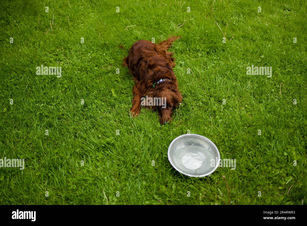 Ein bezaubernder, trauriger, müder Ingwer-Setter-Hund liegt nach einem Spaziergang auf dem grünen Rasen und entspannt sich. Neben dem Hündchen steht eine Metallschale mit Wasser Stockfoto