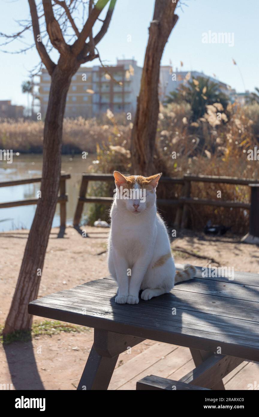 Katze, die von einem Holztisch aus in die Kamera schaut Stockfoto